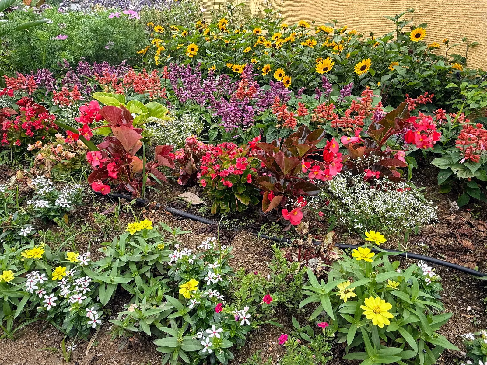 Trial flower beds planted for GREEN×EXPO 2027 in Seya Honggo Park, Yokohama
